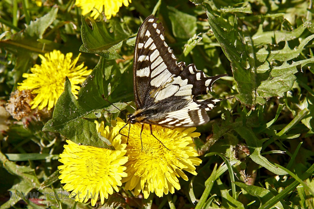 Čemurziežu dižtauriņš (Papilio machaon)