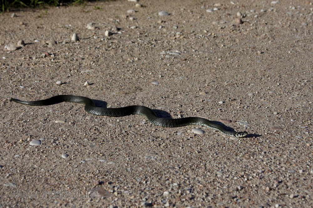 Grass snake