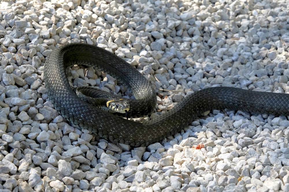 Grass Snake Curled up in a Ring