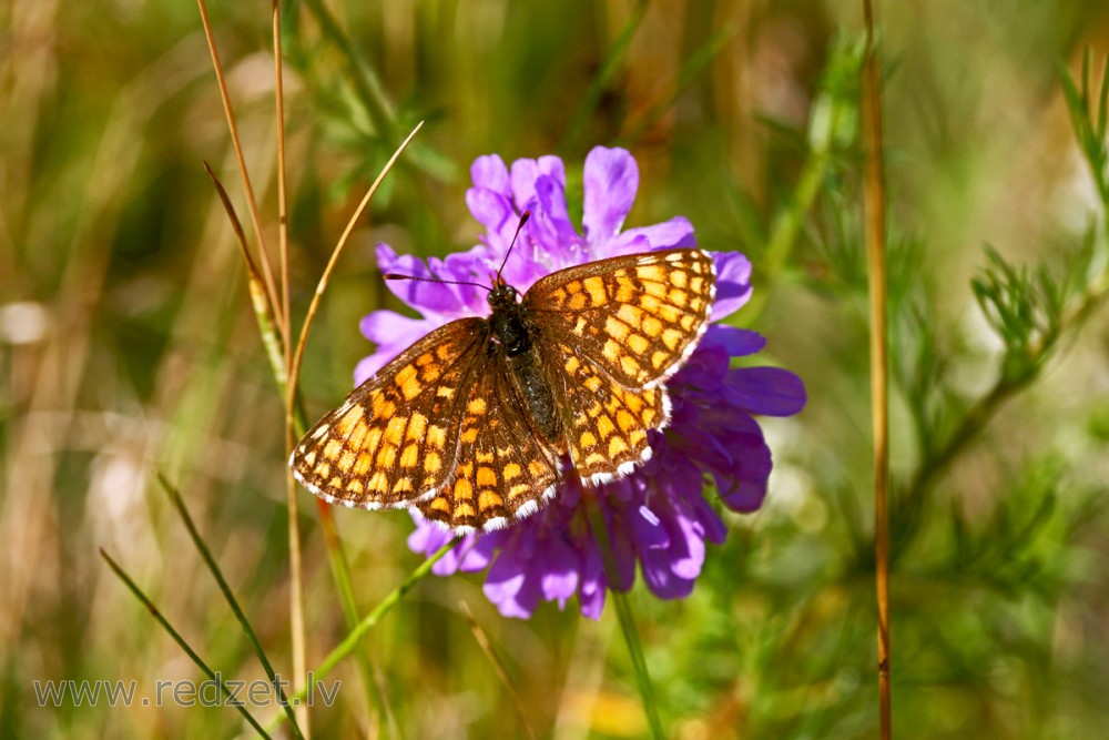 Heath fritillary