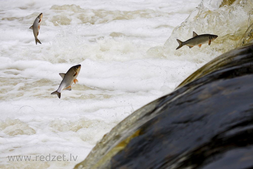 Vimbas jumping in the Venta rapid