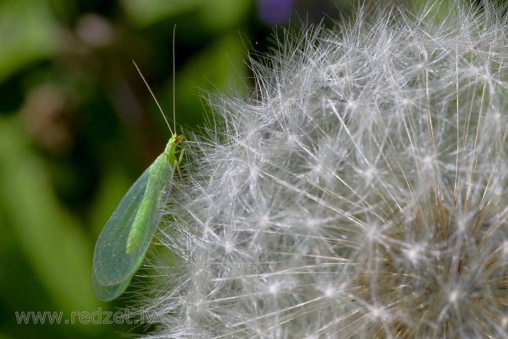 Chrysopa