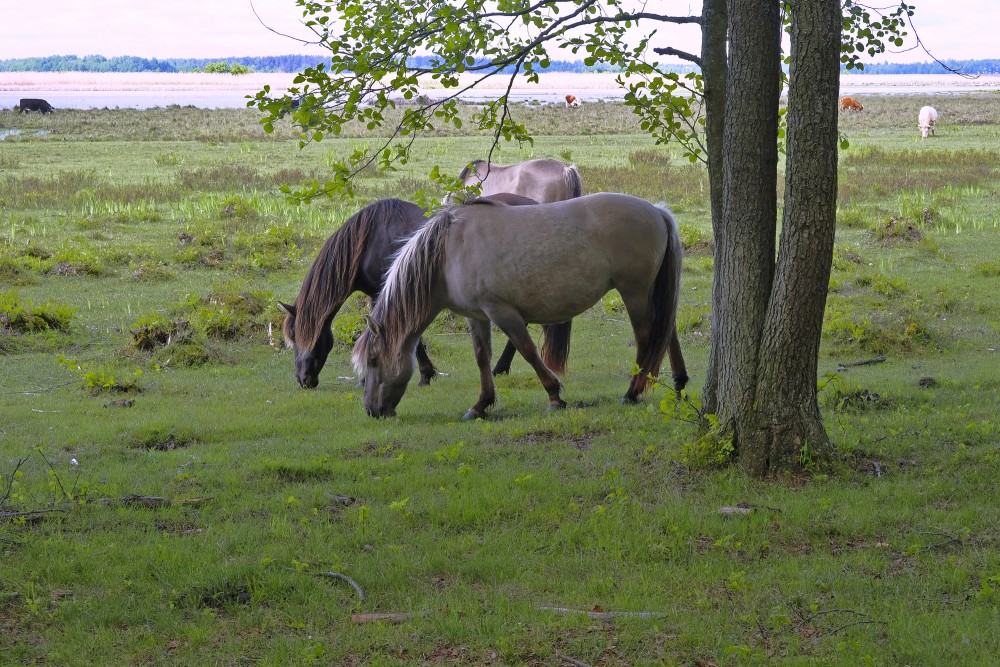 Wild Horses in the Nature Park "Engure Lake"