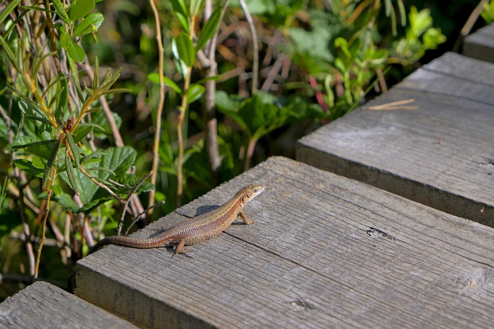 Lizard
