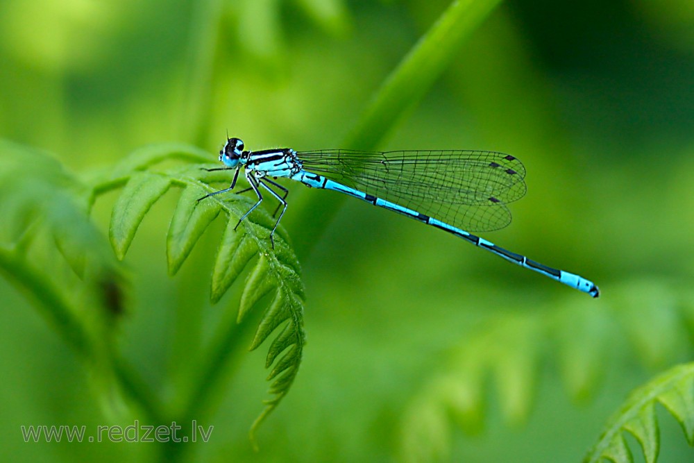 Azure damselfly Male