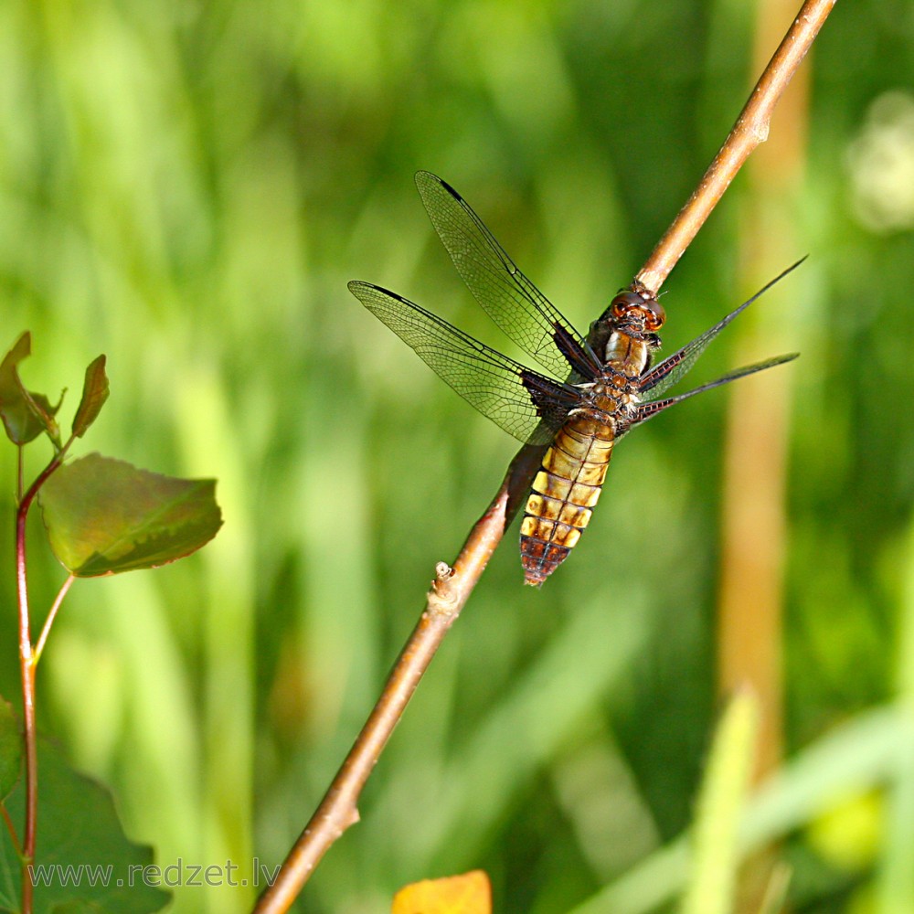 Broad-bodied chaser (female)