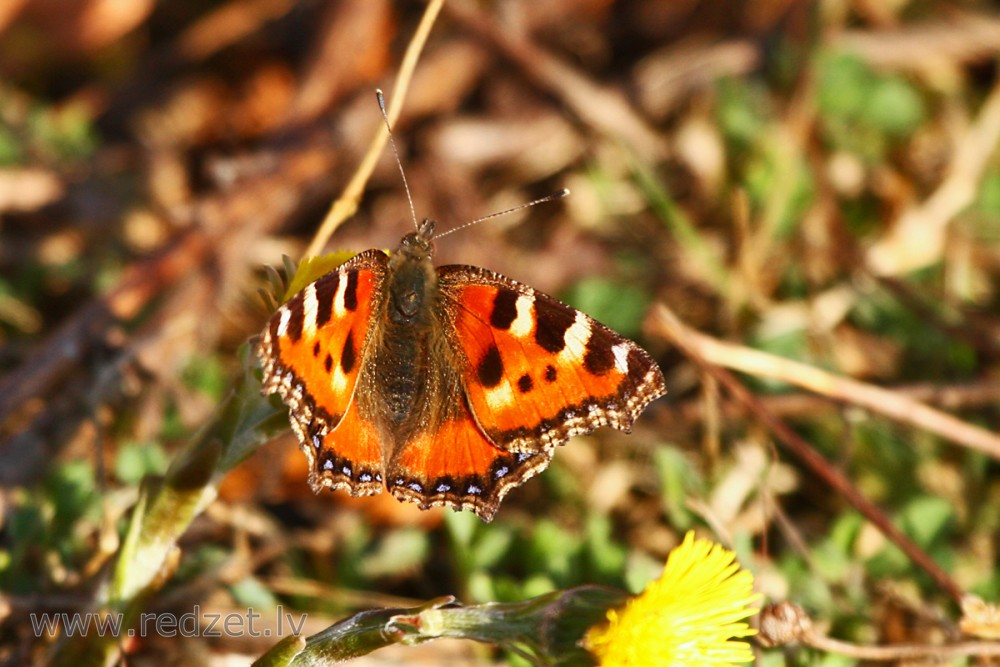 Small tortoiseshell