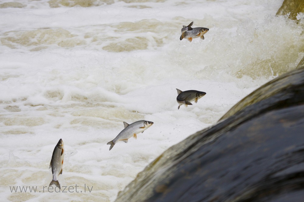 Vimbas jumping in the Venta rapid