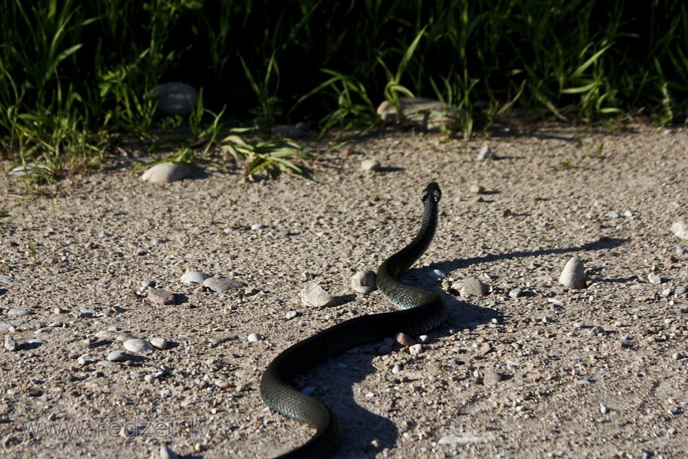  Fleeing grass snake