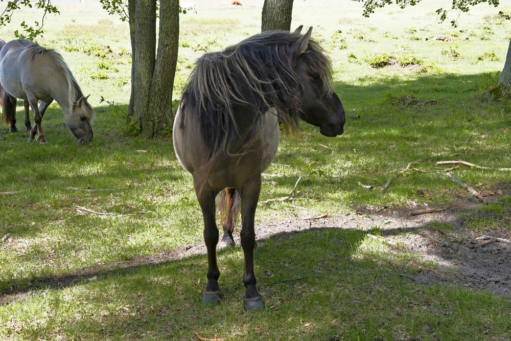 Wild Horses in the Nature Park "Engure Lake"