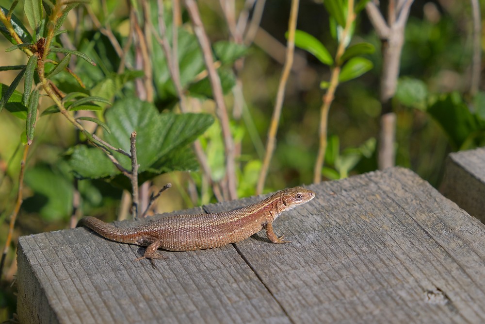 Lizard