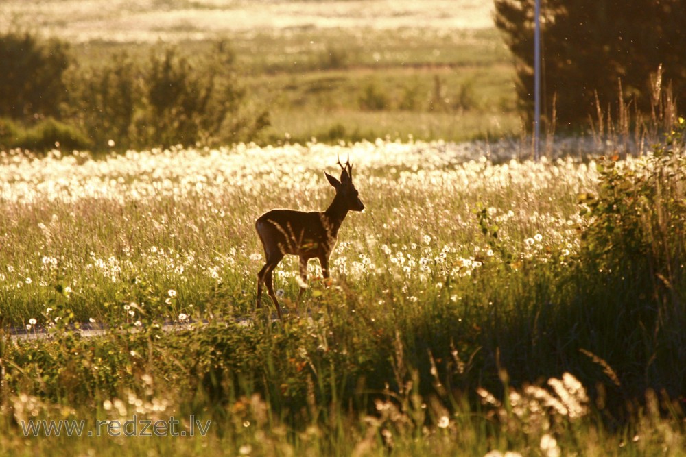 Stirnāzis (stirnu buks)