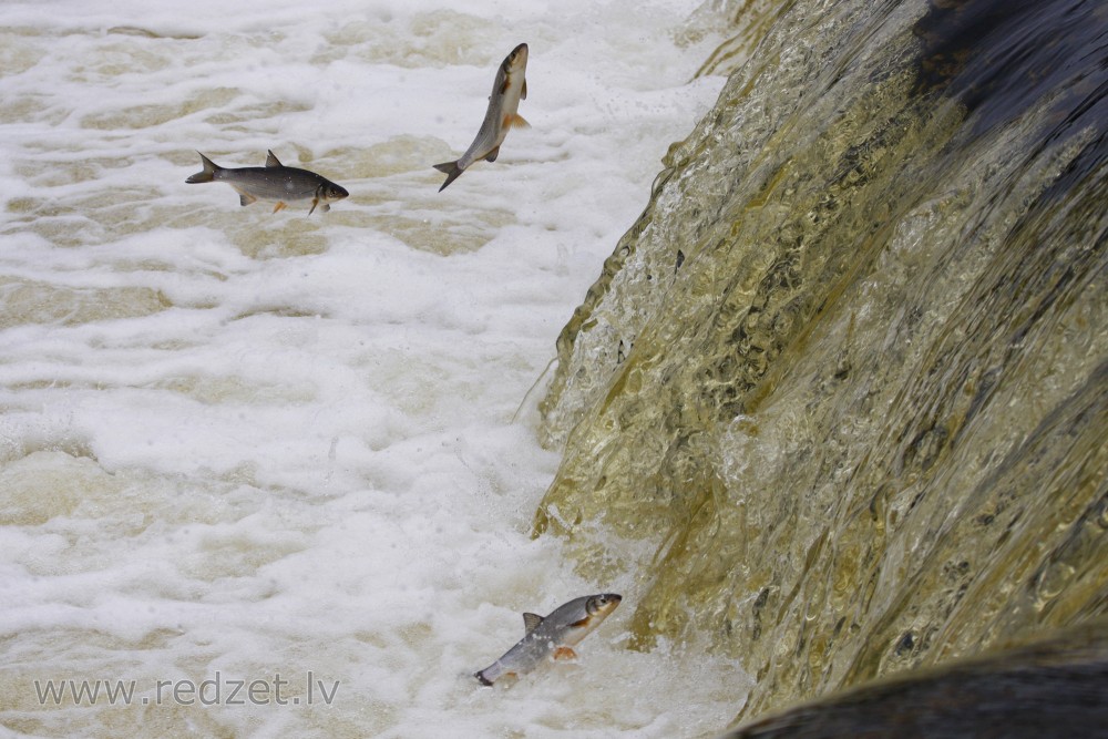 Vimbas jumping in the Venta rapid