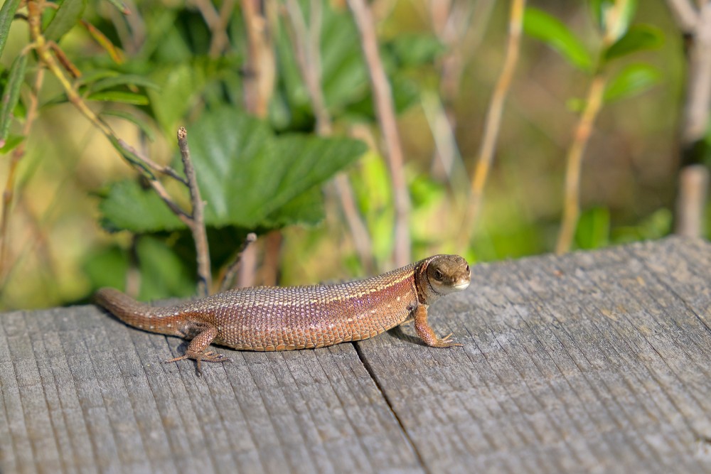 Pļavas ķirzaka uz koka dēļiem ar skatu pret kameru