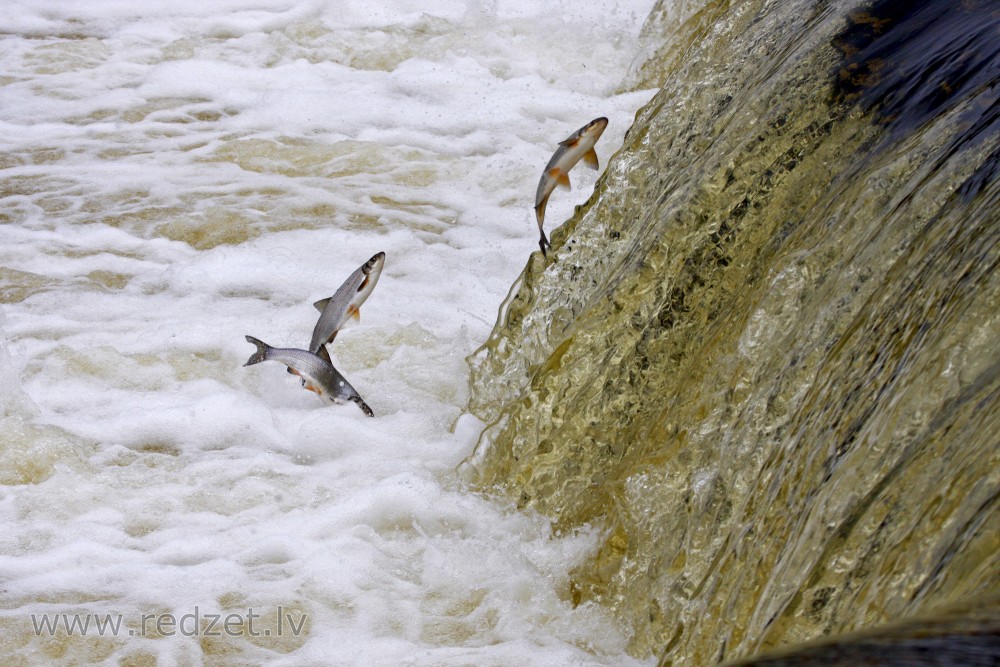 Vimbas jumping in the Venta rapid