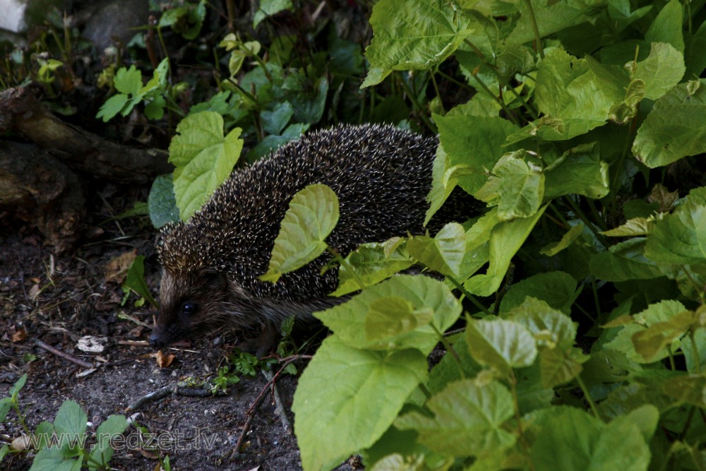 Northern white-breasted hedgehog 
