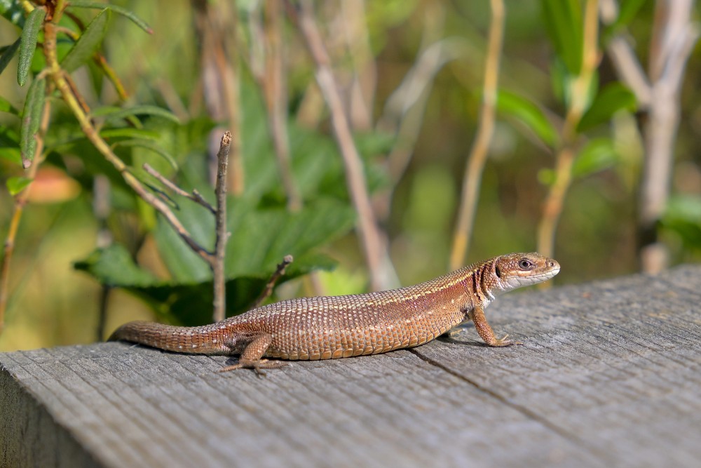 Side view of viviparous lizard on wooden surface in nature Side view of viviparous lizard on wooden surface in nature