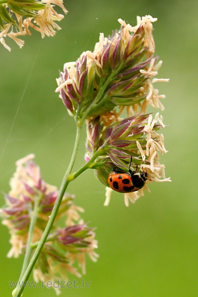 Mārīte (Ceratomegilla notata)