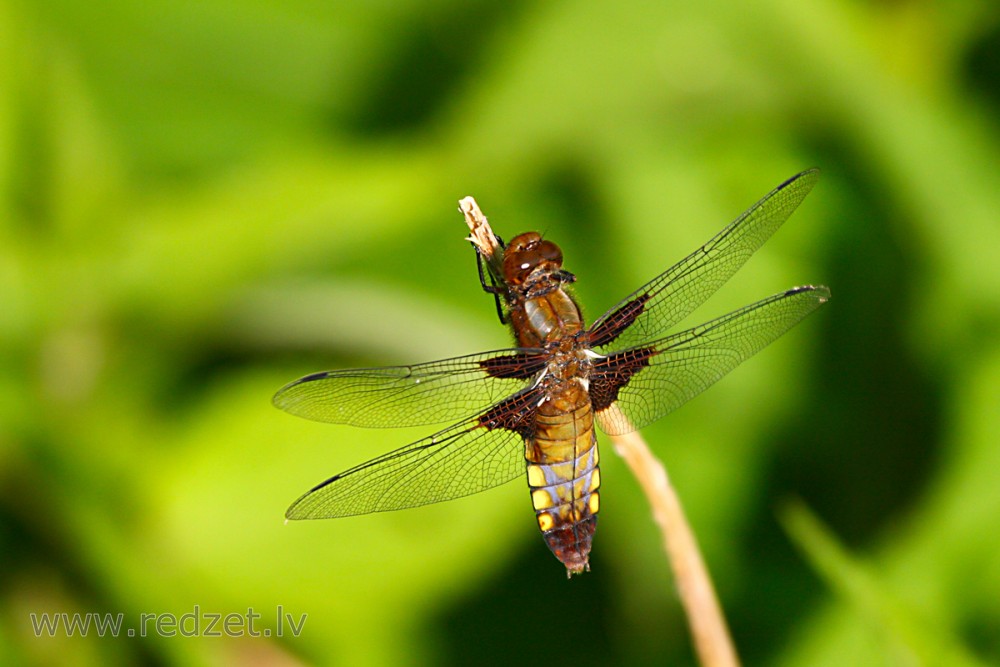 Broad-bodied chaser (female)