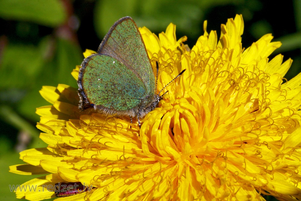 Green hairstreak