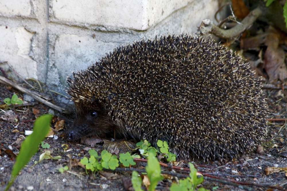 Northern white-breasted hedgehog