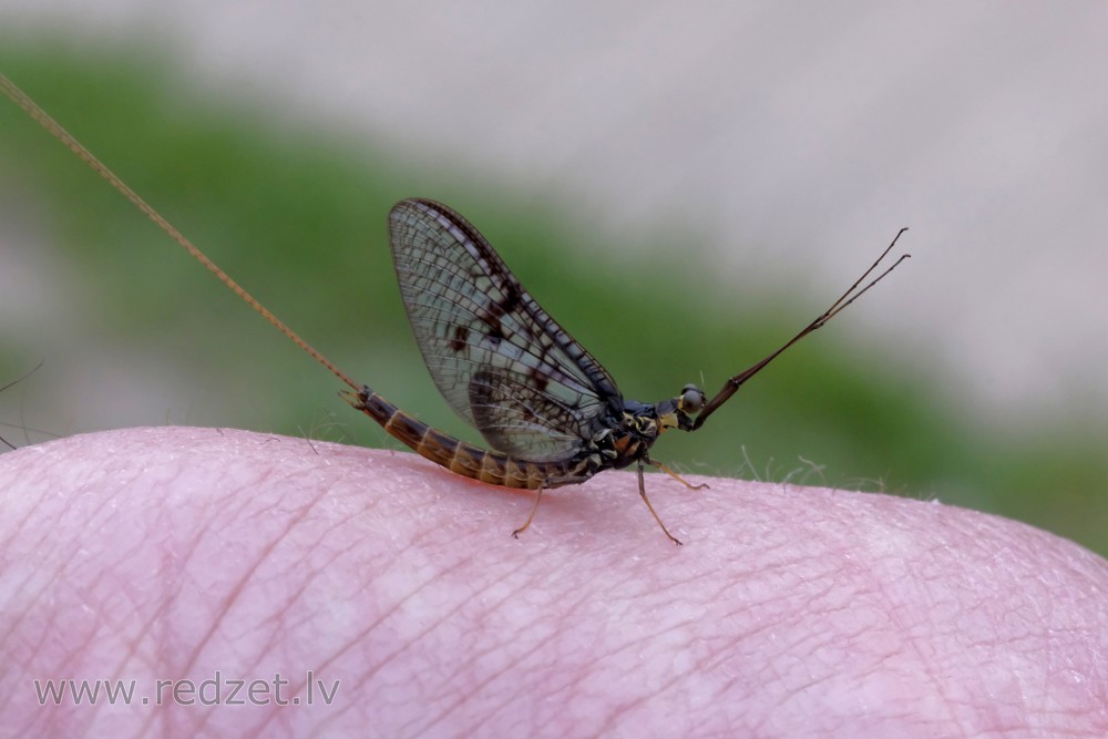 Mayfly (Ephemeroptera)