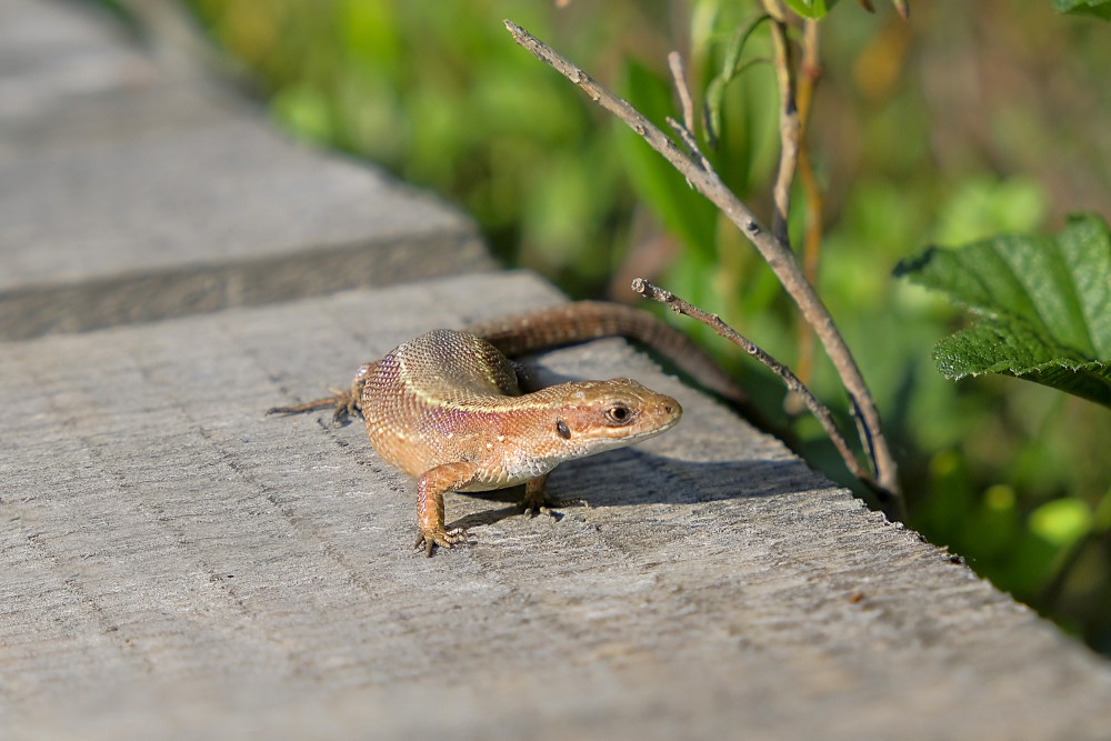 Viviparous lizard with raised head on wooden step Viviparous lizard with raised head on wooden step
