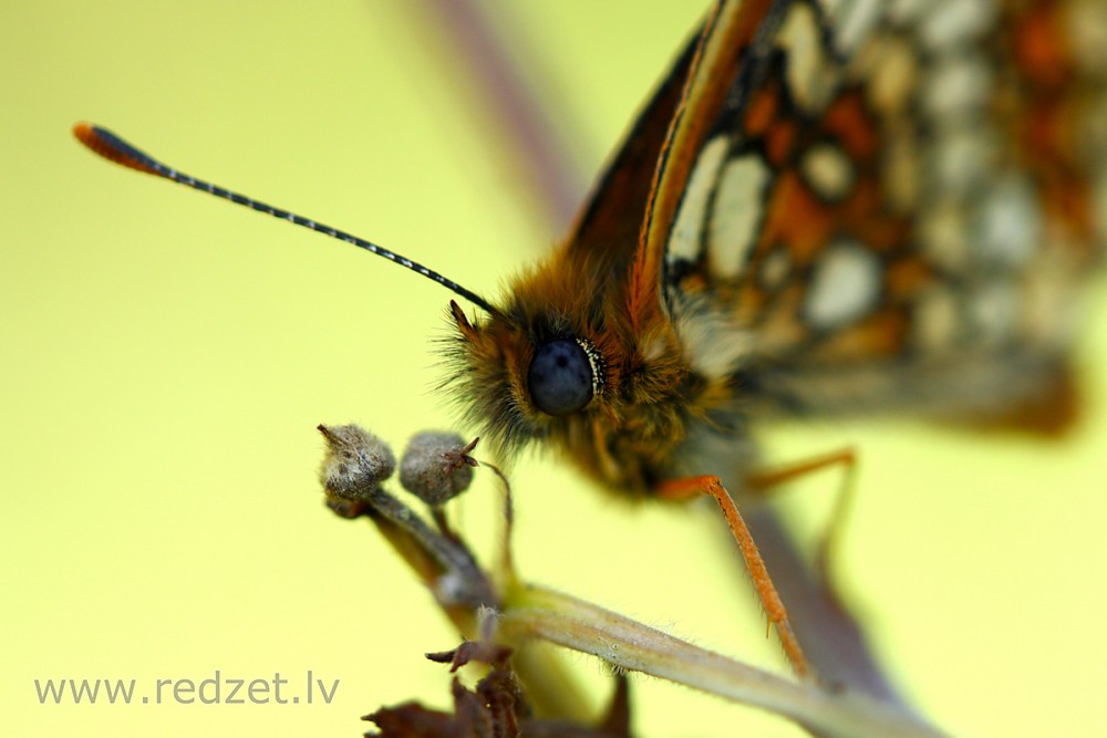 Parastais pļavraibenis