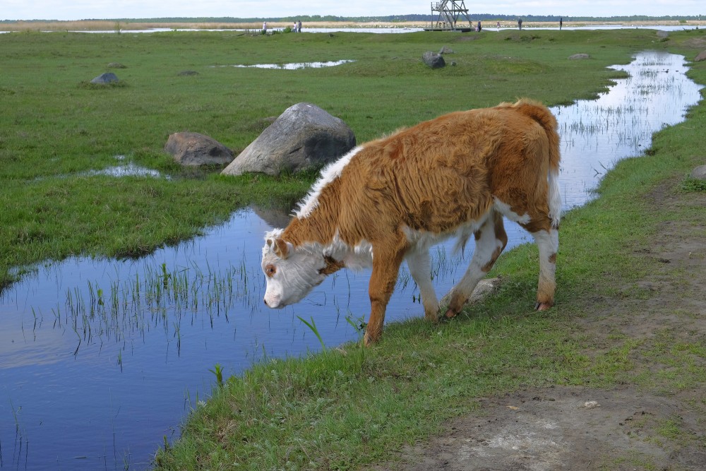 Wild Cow Calf in the Nature park "Engure Lake"
