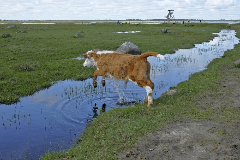 A Calf Jumps over a Water Ditch