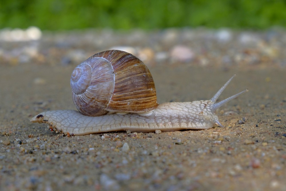 Roman snail slowly moving across a sandy path Roman snail slowly moving across a sandy path
