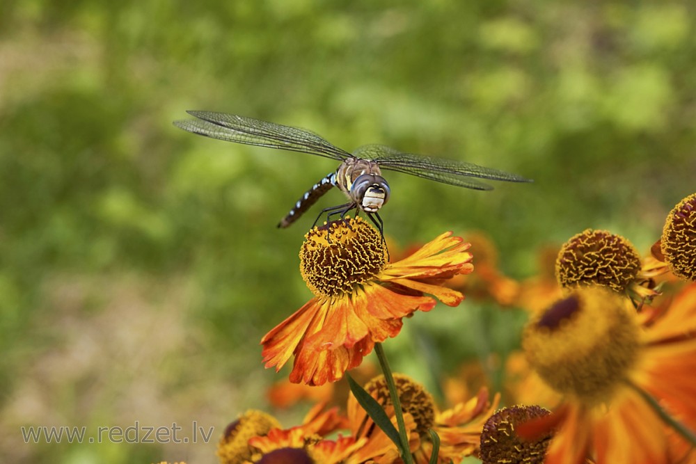 Dienvidu dižspāre, tēviņš