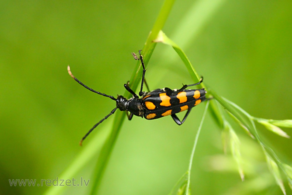 Koksngrauzis (Leptura quadrifasciata)