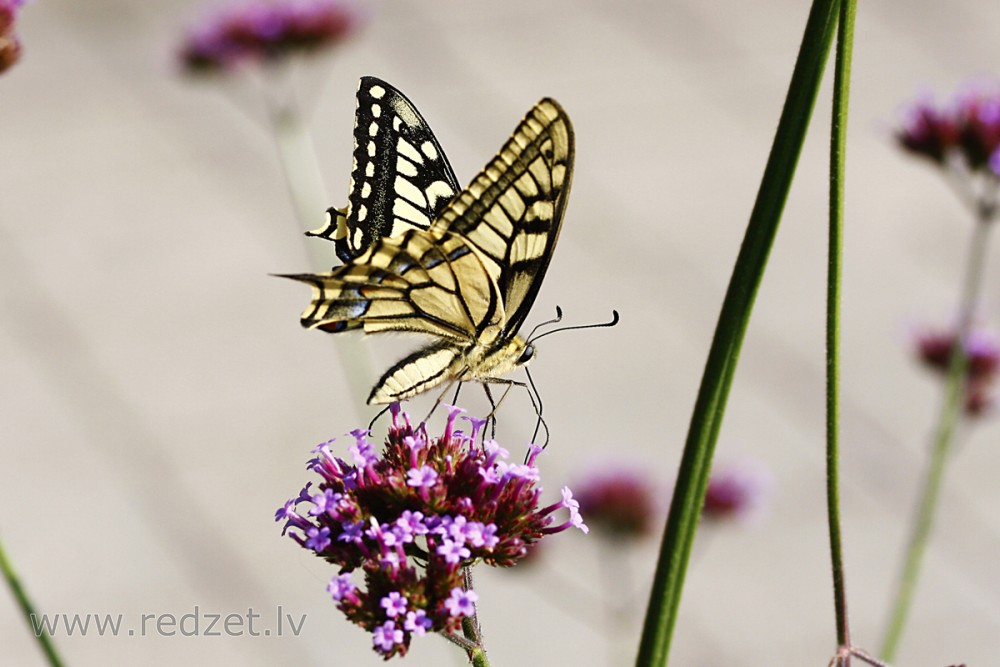 Čemurziežu dižtauriņš (Papilio machaon)