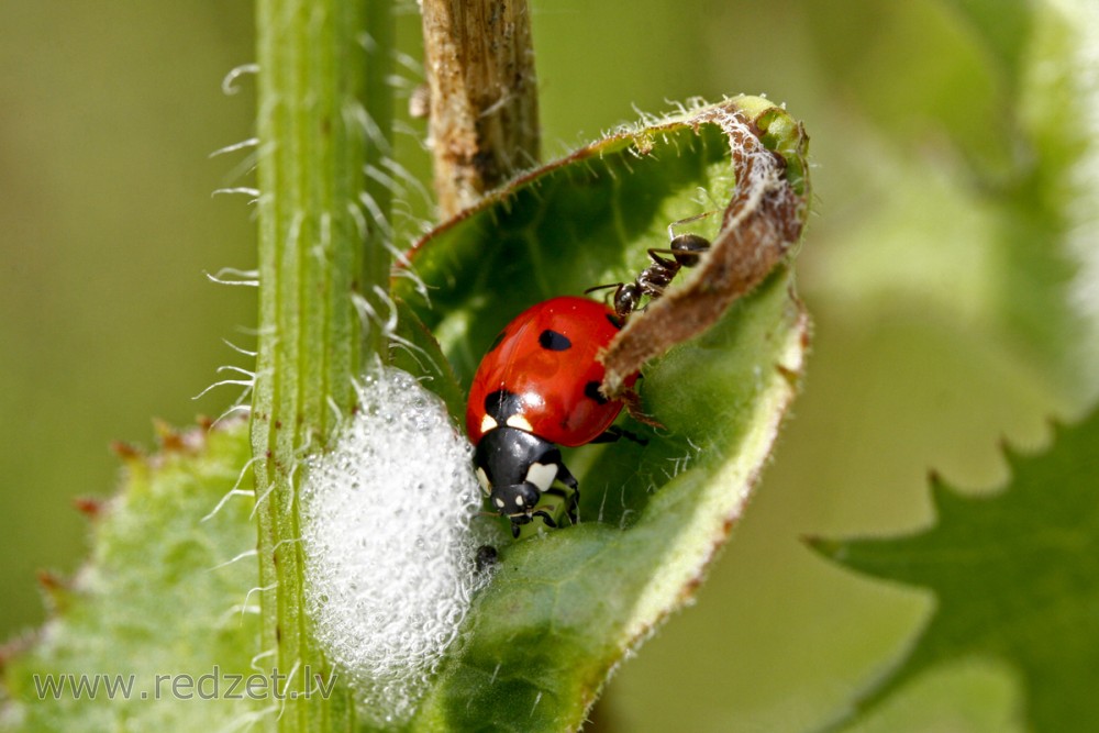 Seven-spot ladybird