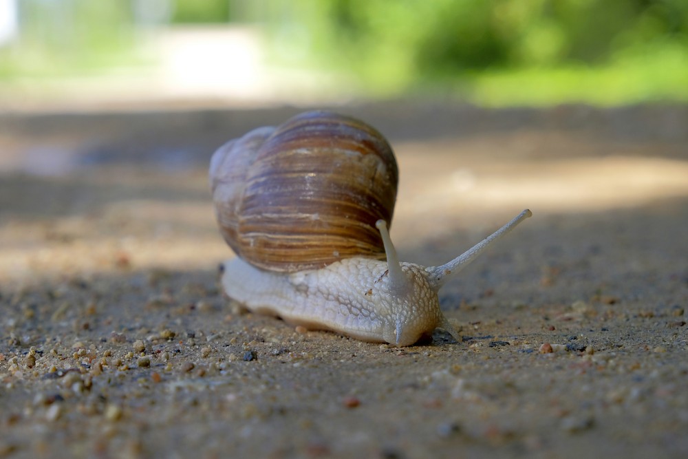Burgundy snail on sandy ground in a natural environment Burgundy snail on sandy ground in a natural environment
