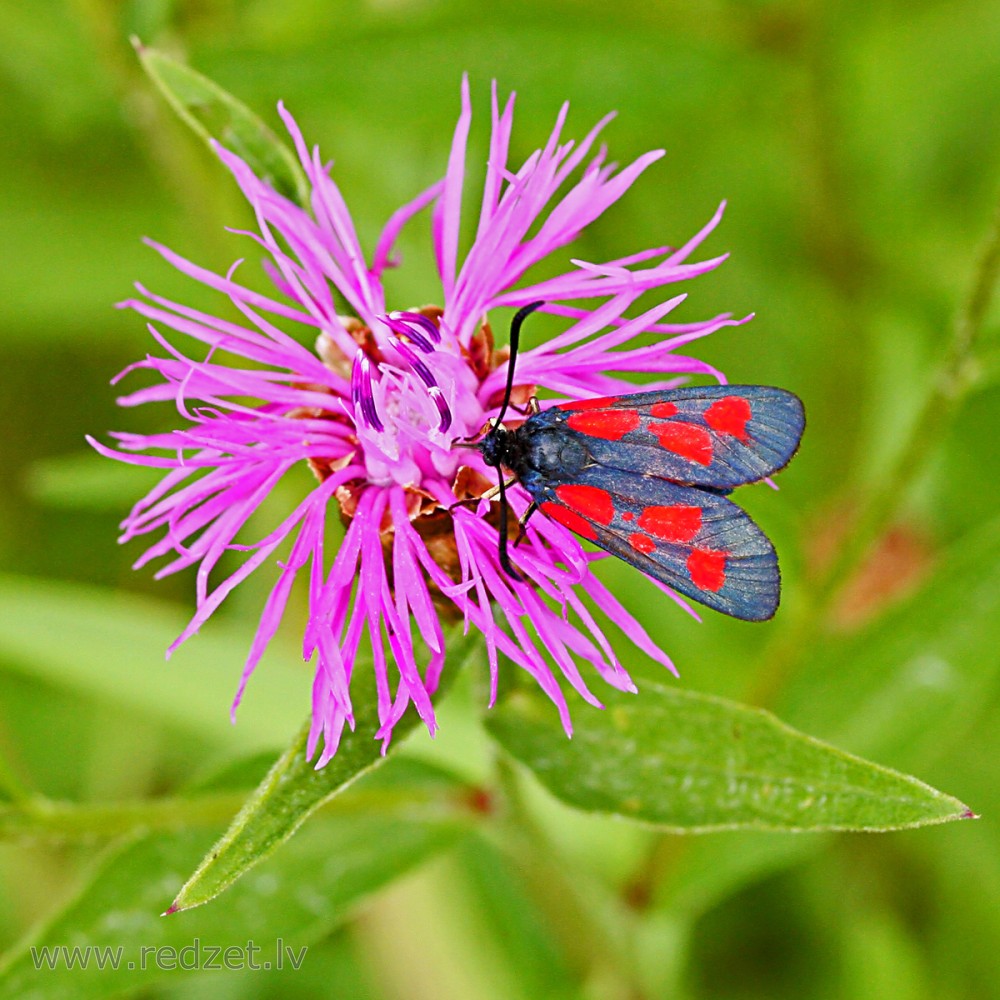 Sausseržu raibspārnis (Zygaena lonicerae) 