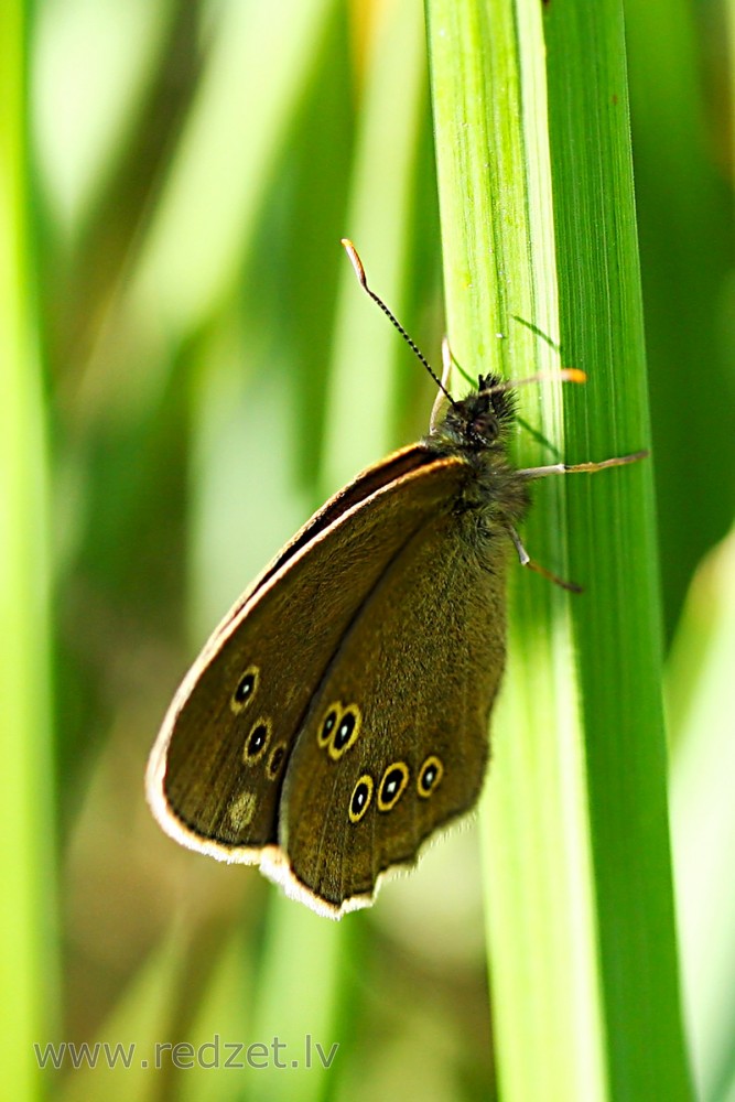 Parastais samtenis
