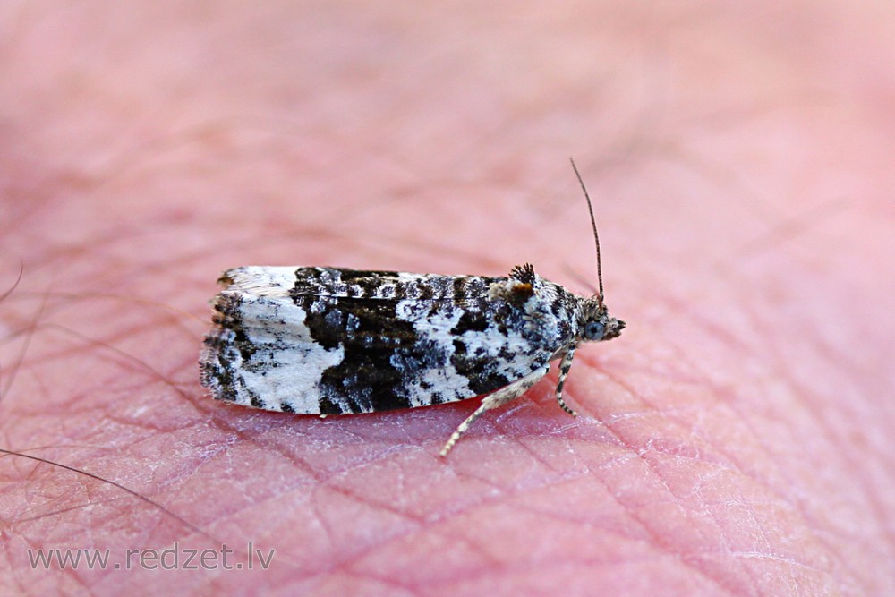 Tinējs (Apotomis turbidana) 