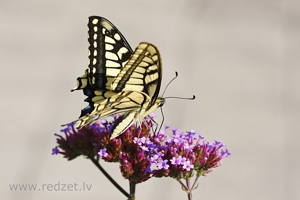Čemurziežu dižtauriņš (Papilio machaon)