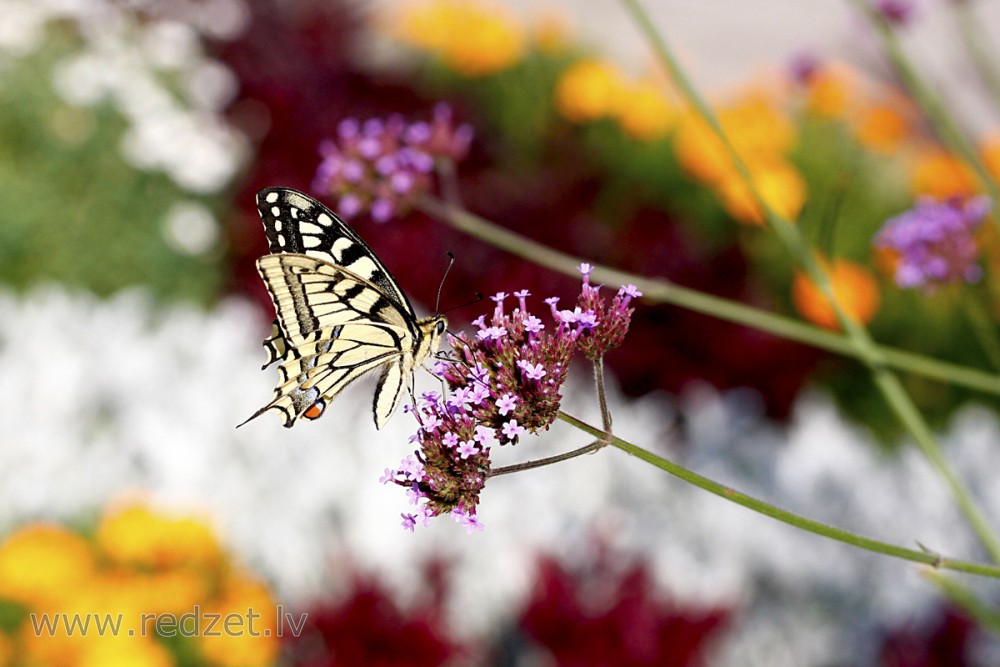 Čemurziežu dižtauriņš (Papilio machaon)