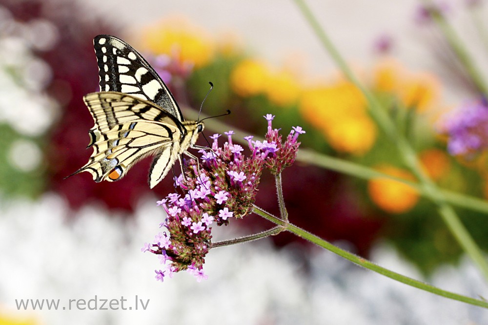 Čemurziežu dižtauriņš (Papilio machaon)