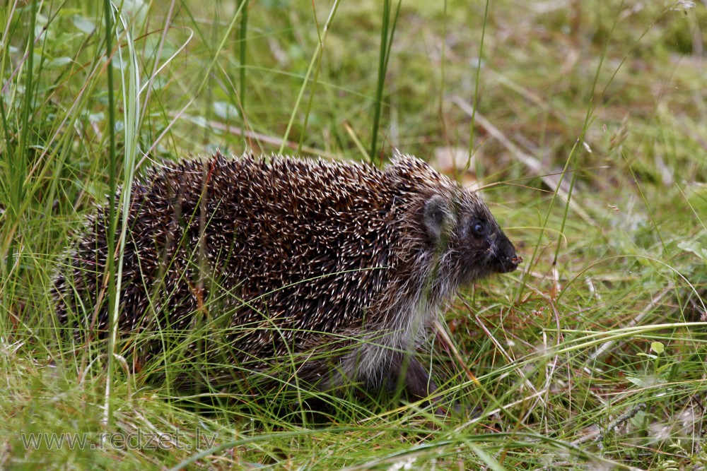 Hedgehog in woods
