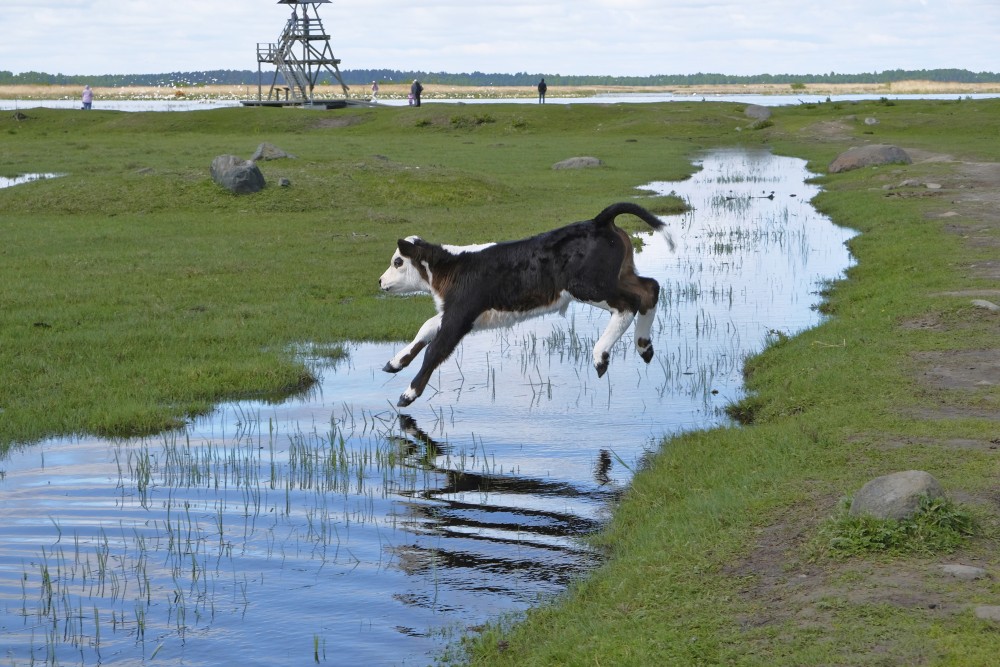 A Calf Jumps over a Water Ditch
