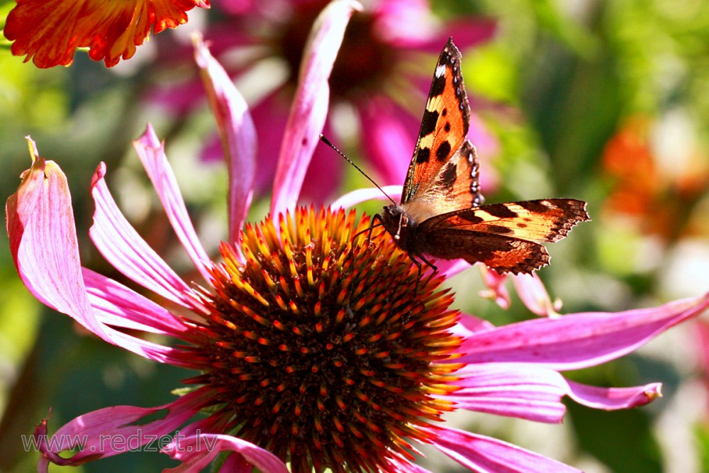 Small tortoiseshell on Flower