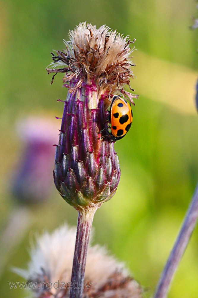 Mārīte (Ceratomegilla notata)