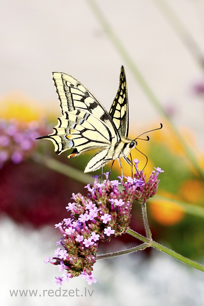 Čemurziežu dižtauriņš (Papilio machaon)