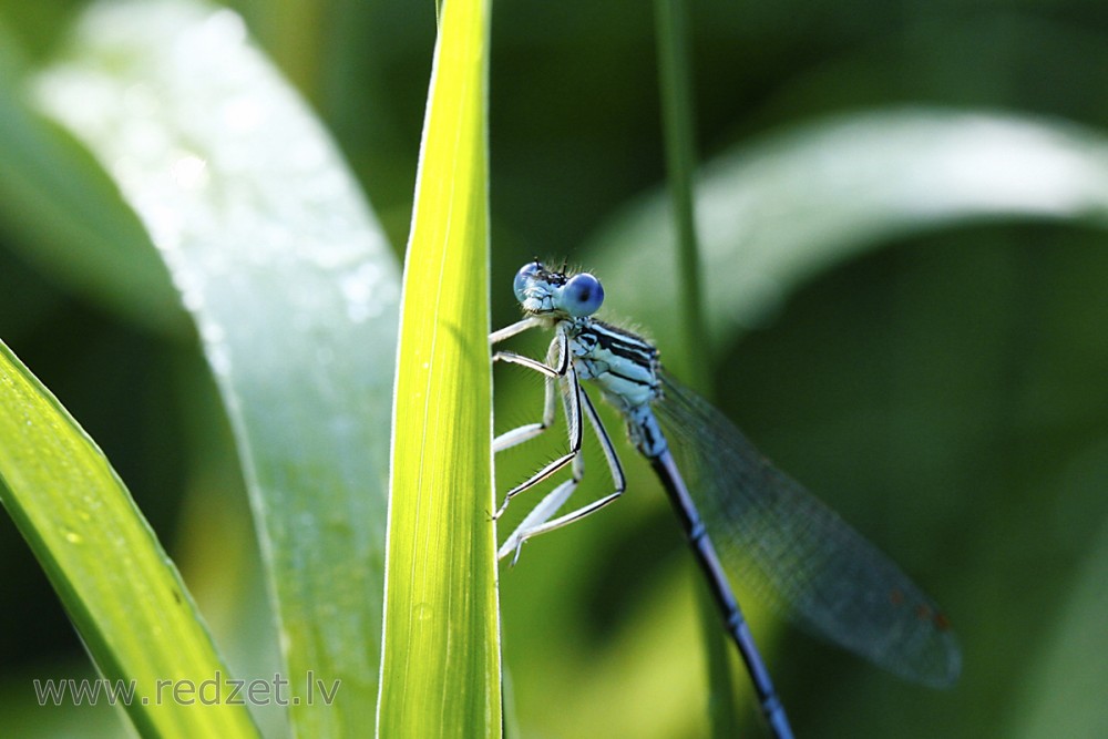 Gaišzilā krāšņspāre, tēviņš (Coenagrion puella)