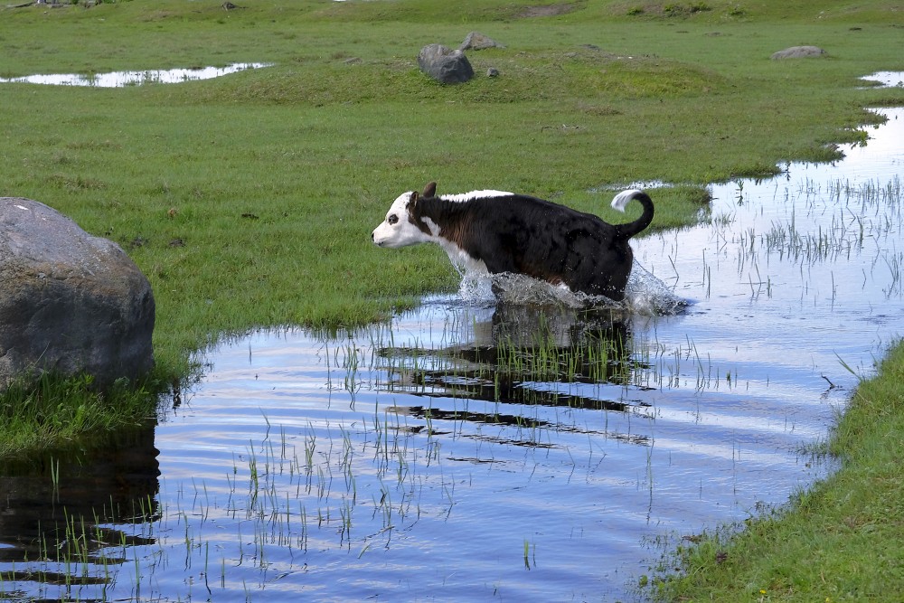 A Calf Jumps over a Water Ditch