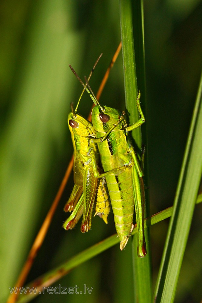 Siseņi pārojas